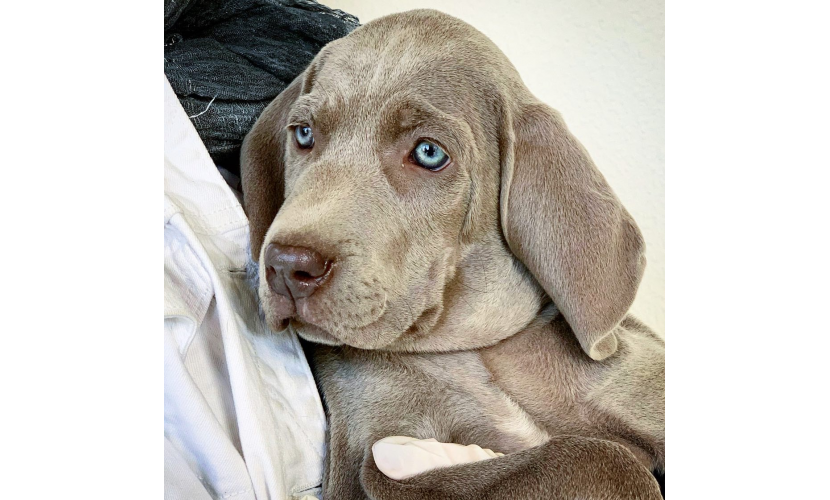 Royal weim cheap